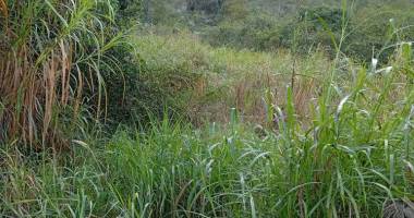 terrain de 500 m2 palmiste rouge